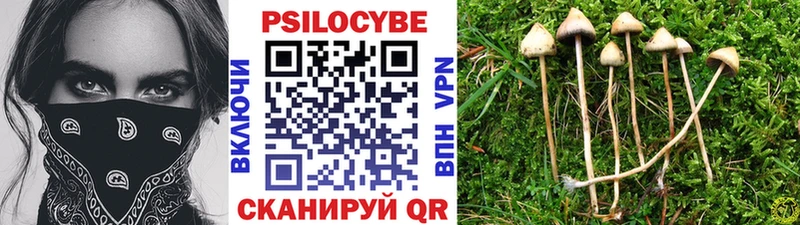 закладки  Старица  Галлюциногенные грибы Magic Shrooms 